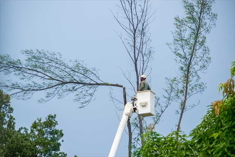 crescent springs ky tree removal